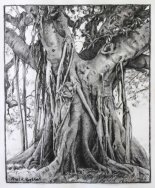 Moreton Bay Fig Tree Drawing